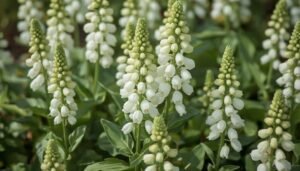 Nicotiana im Beet: Ziertabak anbauen und pflegen