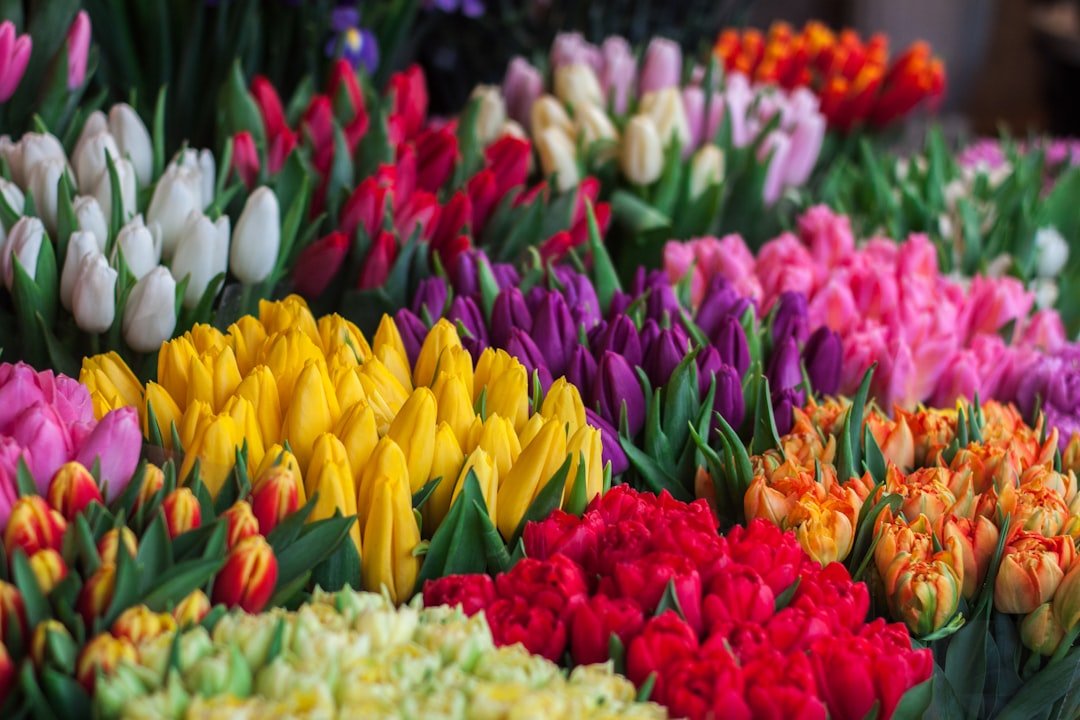 Die Sprache der Blumen: Wie du mit dem richtigen Strauss eine Liebesbotschaft überbringst
