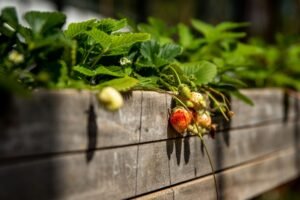 Pferdemist im Garten: Dünger für Beet und Hochbeet