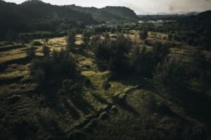 Kirschen ernten und verarbeiten: vom Baum zur Marmelade